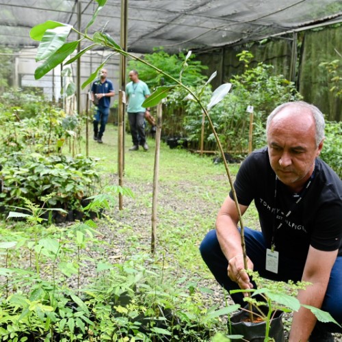 Horto Municipal de Barra Mansa já doou mais de 10 mil mudas de árvores nativas em 2025